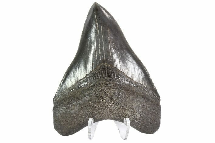 Serrated, Fossil Megalodon Tooth - Excellent Tip #88664